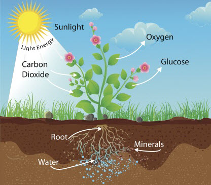Diagram of photosynthesis
